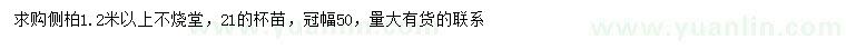求購1.2米以上側(cè)柏