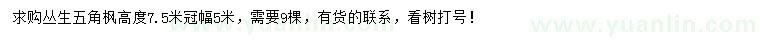 求購高7.5米叢生五角楓