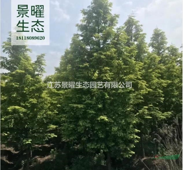 江苏景曜生态产地/供应/金叶水杉批发/价格/图片/基地直销