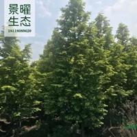 江蘇景曜生態(tài)產地/供應/金葉水杉批發(fā)/價格/圖片/基地直銷