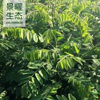 江蘇景曜生態(tài)苗木基地/供應(yīng)/紫穗槐/圖片/產(chǎn)地直銷/批發(fā)價(jià)格