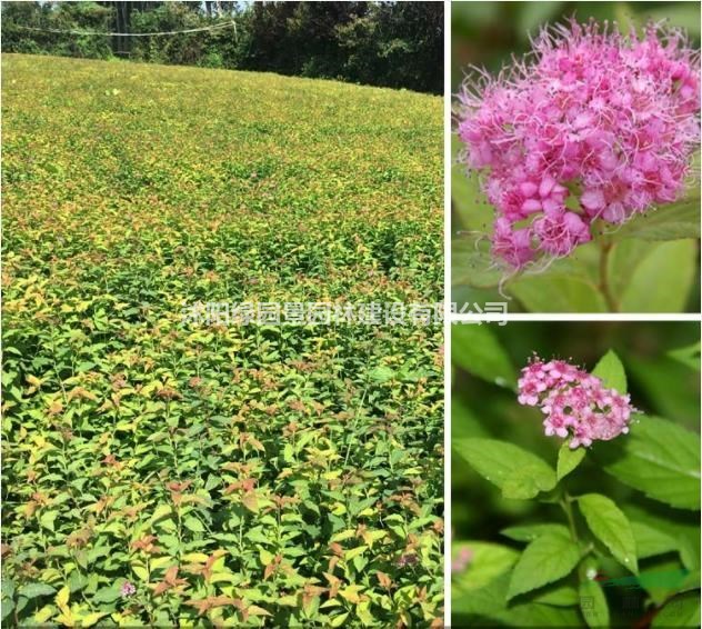 優(yōu)質(zhì)特價(jià)紅花繡線菊產(chǎn)地直銷/江蘇紅花繡線菊生產(chǎn)基地在那里？