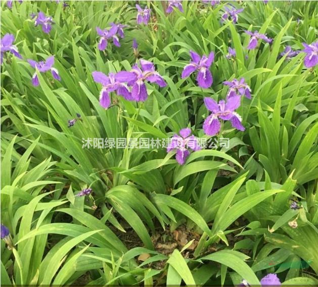 大小規(guī)格鳶尾基地 鳶尾價格基地/德國鳶尾、彩葉草、孔雀草