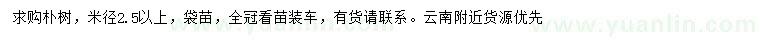 求購米徑2.5公分以上樸樹