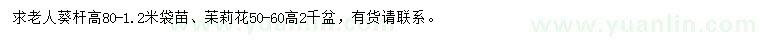 求購高80-1.2米老人葵、高50-60公分苿莉花