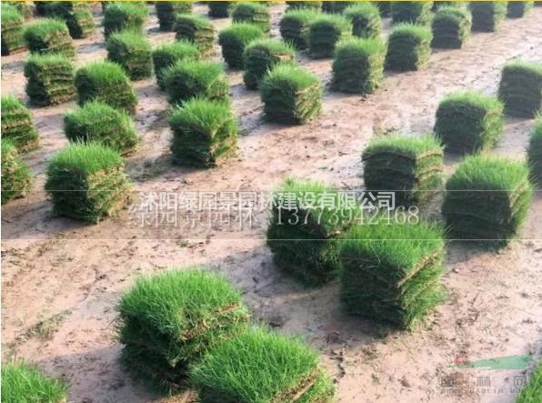 大量黑麥草、高羊茅、早熟禾、剪股穎、四季青、百慕大市場價格