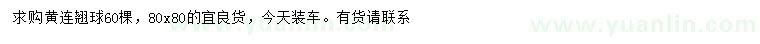 求購80公分黃連翹球