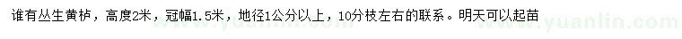 求購(gòu)高2米叢生黃櫨