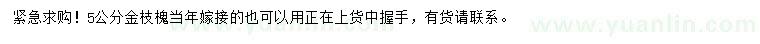 求購5公分金枝槐