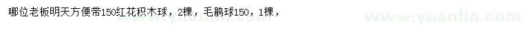 求購150公分紅花繼木球、毛鵑球