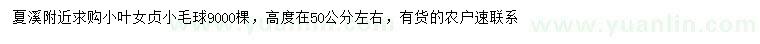 求購(gòu)高50公分左右小葉女貞毛球