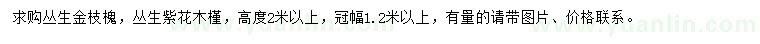 求購冠幅1.2米以上叢生金枝槐、叢生紫花木槿