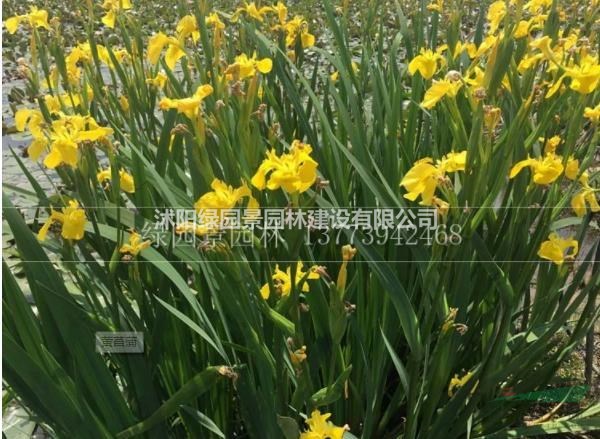 沭陽綠園景園林供應(yīng)黃菖蒲花、菖蒲、香蒲、水菖蒲/圖片/價(jià)格