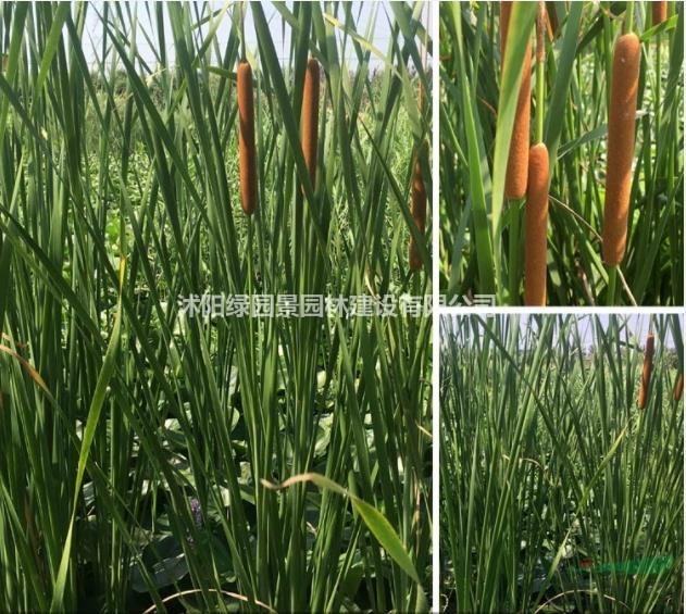 江蘇香蒲基地/香蒲價格/水生香蒲市場行情新報價