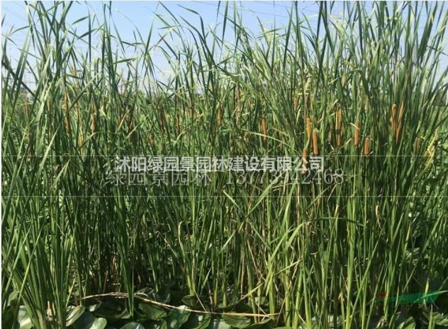 江蘇香蒲基地/香蒲價格/水生香蒲市場行情新報價