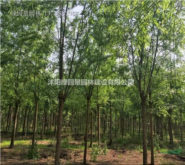 沭陽綠園景園林苗木基地/供應(yīng)/竹柳/圖片/產(chǎn)地直銷/批發(fā)價格