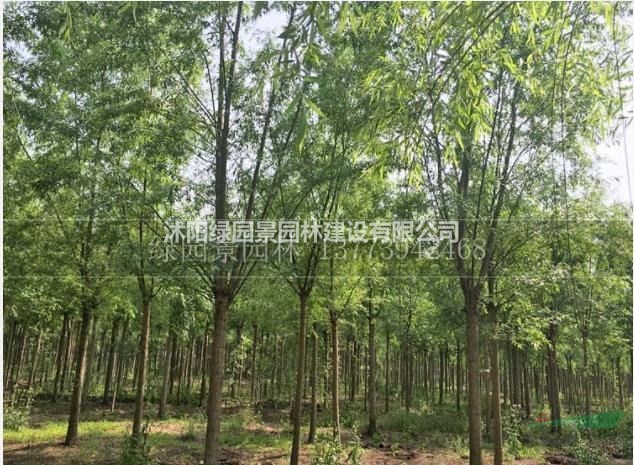 沭陽綠園景園林苗木基地/供應(yīng)/竹柳/圖片/產(chǎn)地直銷/批發(fā)價格