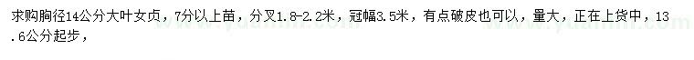 求購胸徑13.6公分起步14公分大葉女貞