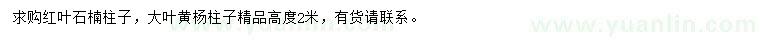 求購高2米紅葉石楠柱、大葉黃楊柱