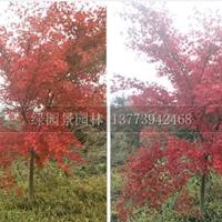日本红枫基地/地径2-10公分日本红枫树苗价格/红枫价格