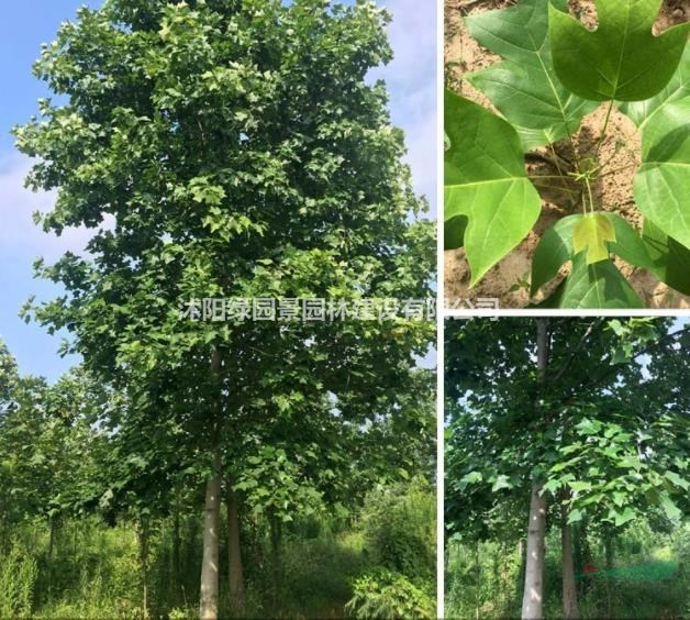 江蘇雜交馬褂木基地/5—20公分雜交馬褂木基地哪里好/雜交馬褂木哪家便宜