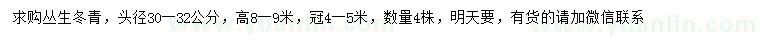 求購30-32公分叢生冬青