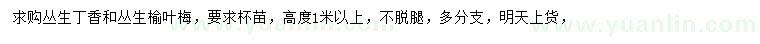 求購高1米以上叢生丁香、叢生榆葉梅