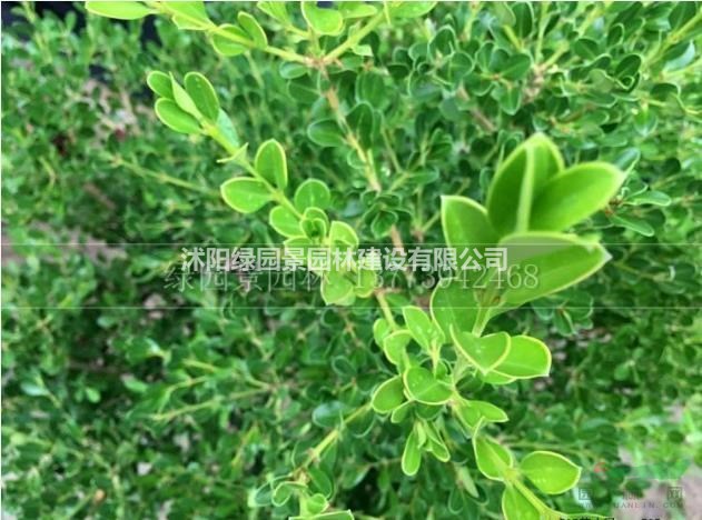 供應(yīng)冠幅20-200公分黃楊球/小葉黃楊球/圖片/報(bào)價(jià)/產(chǎn)地