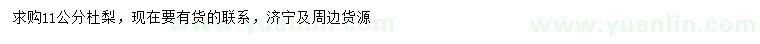 求購11公分杜梨