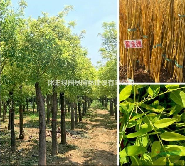 江蘇大量金葉槐、金枝槐、黃槐基地批發(fā)/供應(yīng)/圖片/產(chǎn)地直銷