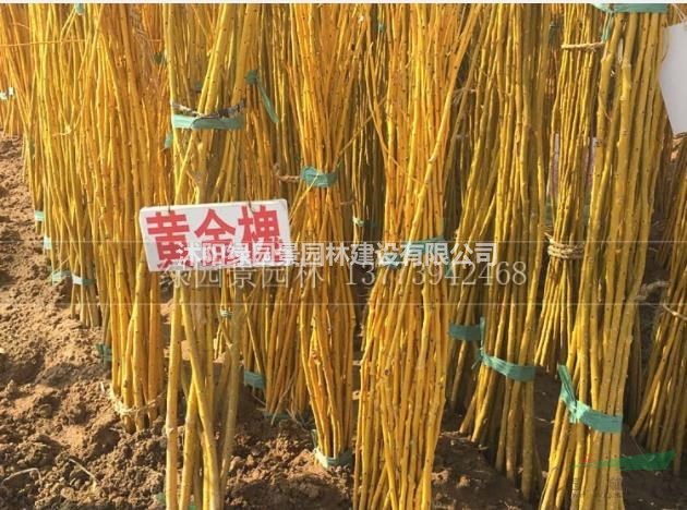 江蘇大量金葉槐、金枝槐、黃槐基地批發(fā)/供應(yīng)/圖片/產(chǎn)地直銷