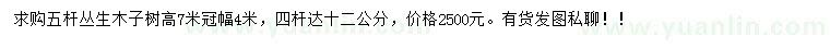 求購(gòu)高7米叢生木子樹