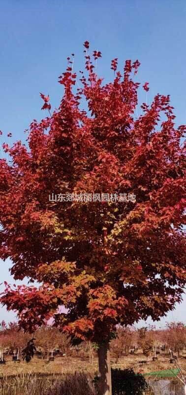 山東金陵紅楓扦插苗，1.0～2.5高小苗哪里好/哪家便宜