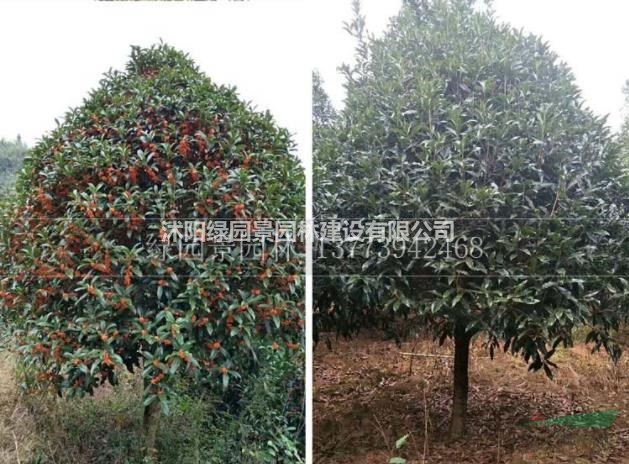 江蘇苗木基地供應(yīng)丹桂/圖片/價格/沭陽綠園景園林/規(guī)格齊全