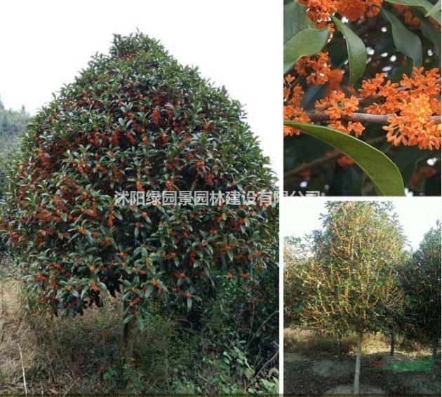 江蘇苗木基地供應(yīng)丹桂/圖片/價格/沭陽綠園景園林/規(guī)格齊全