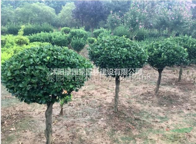 江蘇供應(yīng)獨(dú)桿冬青球地徑2--25公分獨(dú)桿冬青球基地直銷規(guī)格齊全