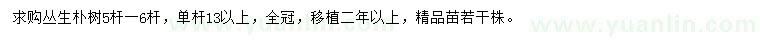 求購(gòu)5-6桿叢生樸樹(shù)
