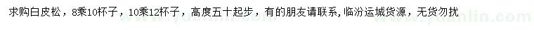 求購高50公分以上白皮松