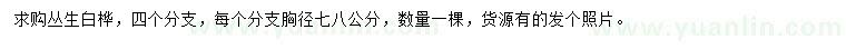 求購胸徑7、8公分叢生白樺