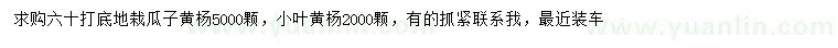 求購60公分打底瓜子黃楊、小葉黃楊