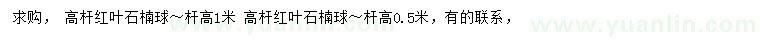 求購桿高0.5、1米高桿紅葉石楠球