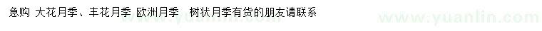 求購大花月季、豐花月季、歐洲月季等