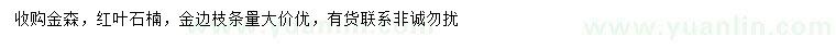 求購金森、紅葉石楠、金邊枝條
