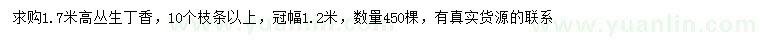 求購高1.7米叢生丁香