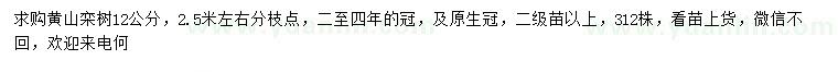 求購12公分黃山欒樹