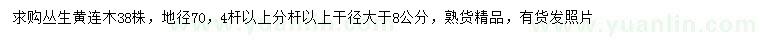 求購地徑70公分叢生黃連木