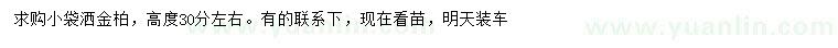 求購高30公分左右灑金柏