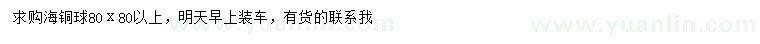 求購80公分以上海桐球