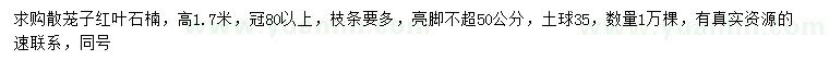 求購高1.7米紅葉石楠