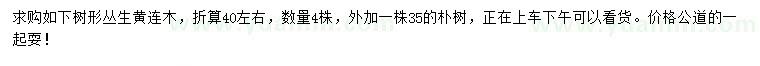 求購叢生黃連木、35公分樸樹